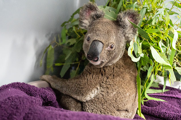 koala with leaves in hospital